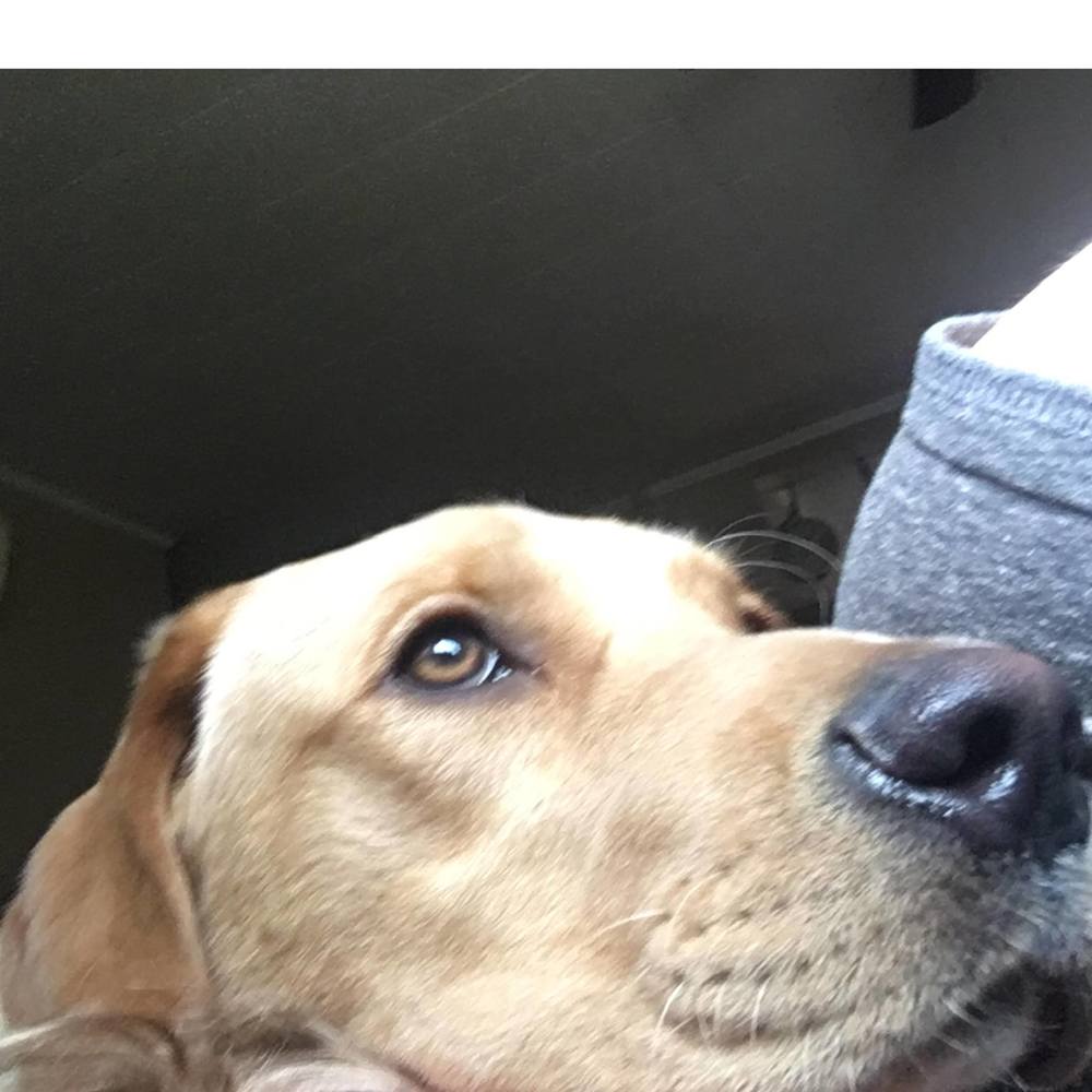 Meet your Posher, Brytan